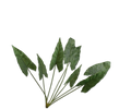 Alocasia Bush Green 91 Cm