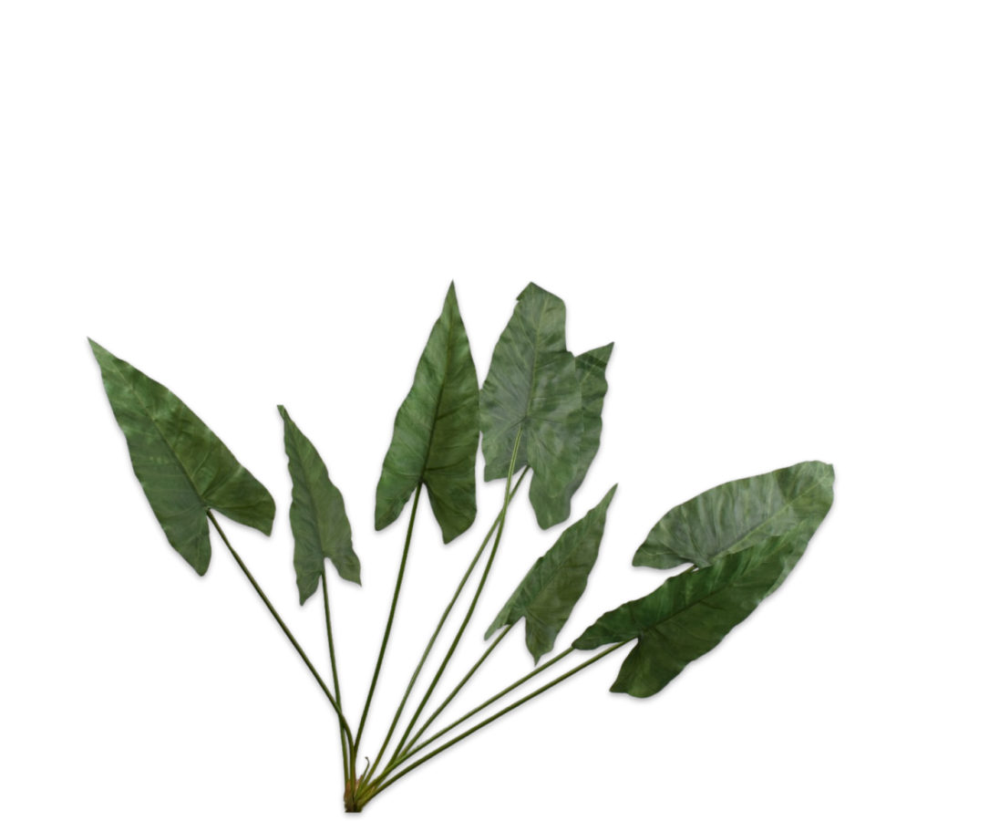 Alocasia Bush Green 91 Cm