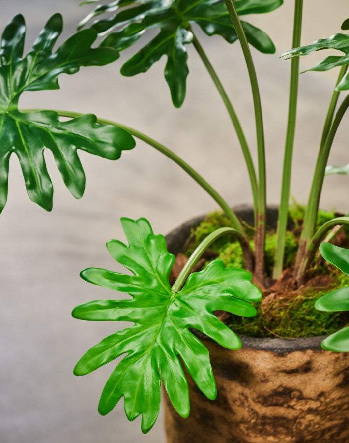 Philodendron Plant Green 115 Cm